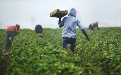 Decreto flussi e lavoratori stranieri: un panorama irreale