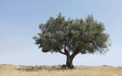 Un modello ulivista per le elezioni del 2027